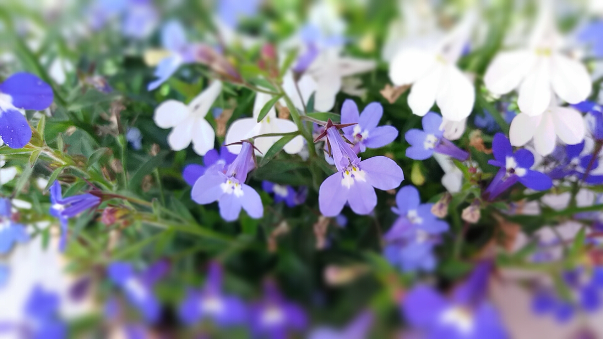 Tilt Shift 1497512028122